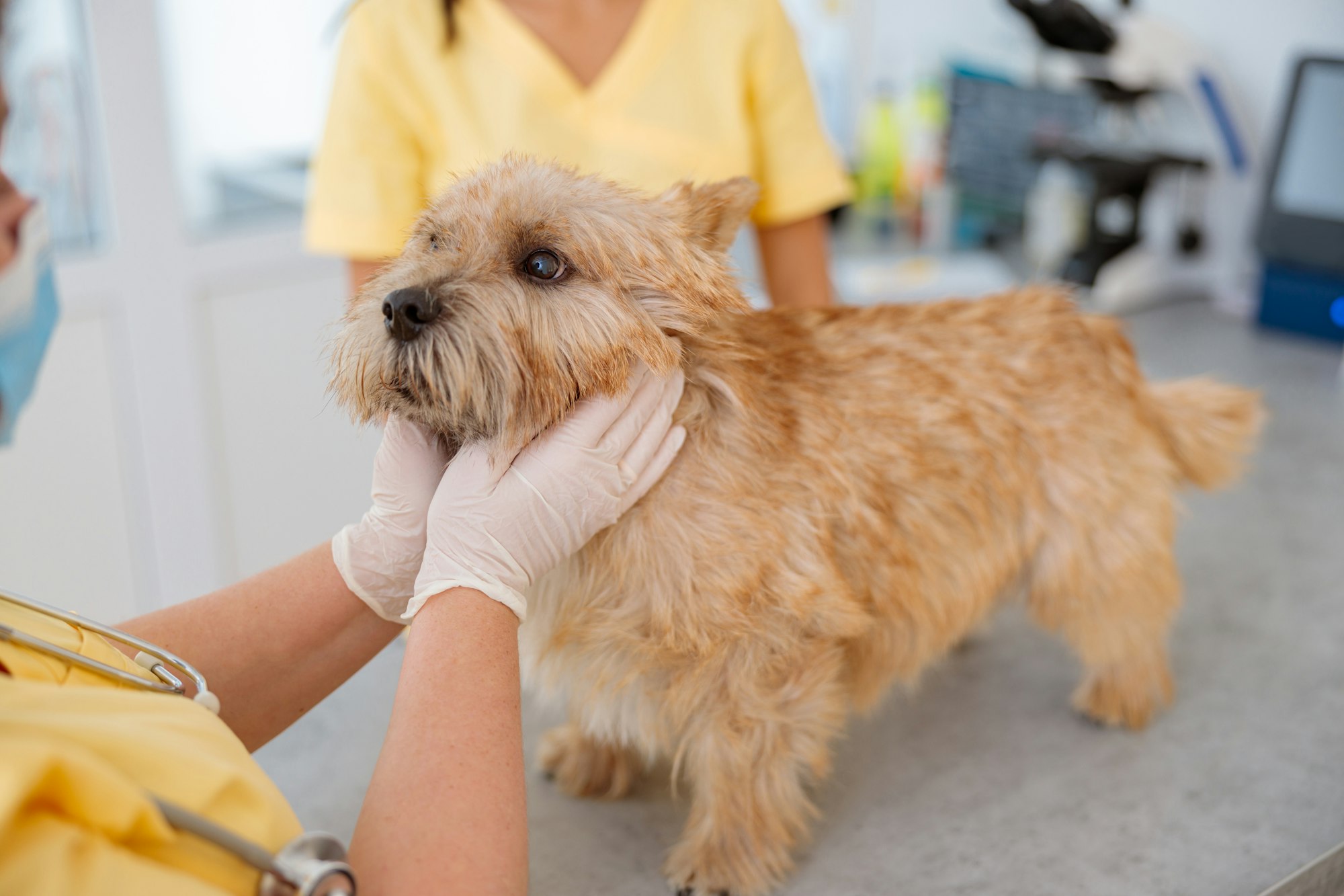 Vet examining pet dog on table in vet clinic